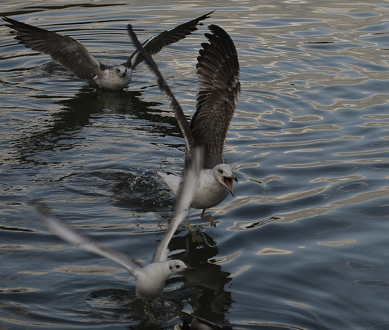 Gaviotas