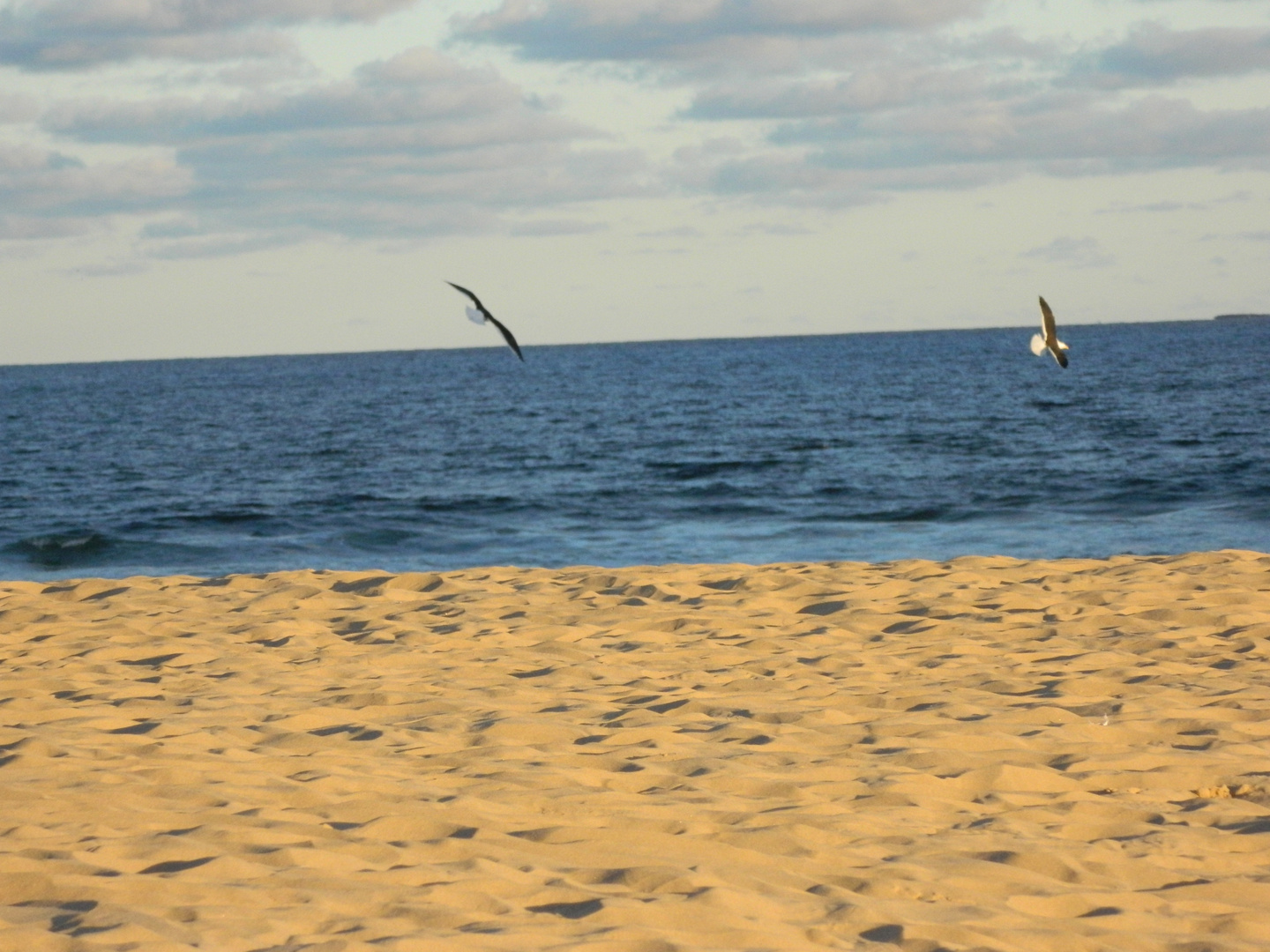 Gaviotas