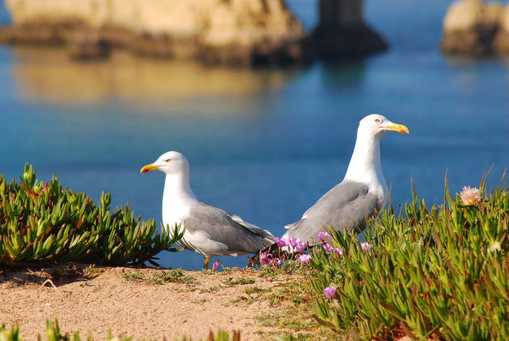 gaviotas 3