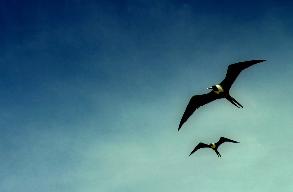 Gaviotas