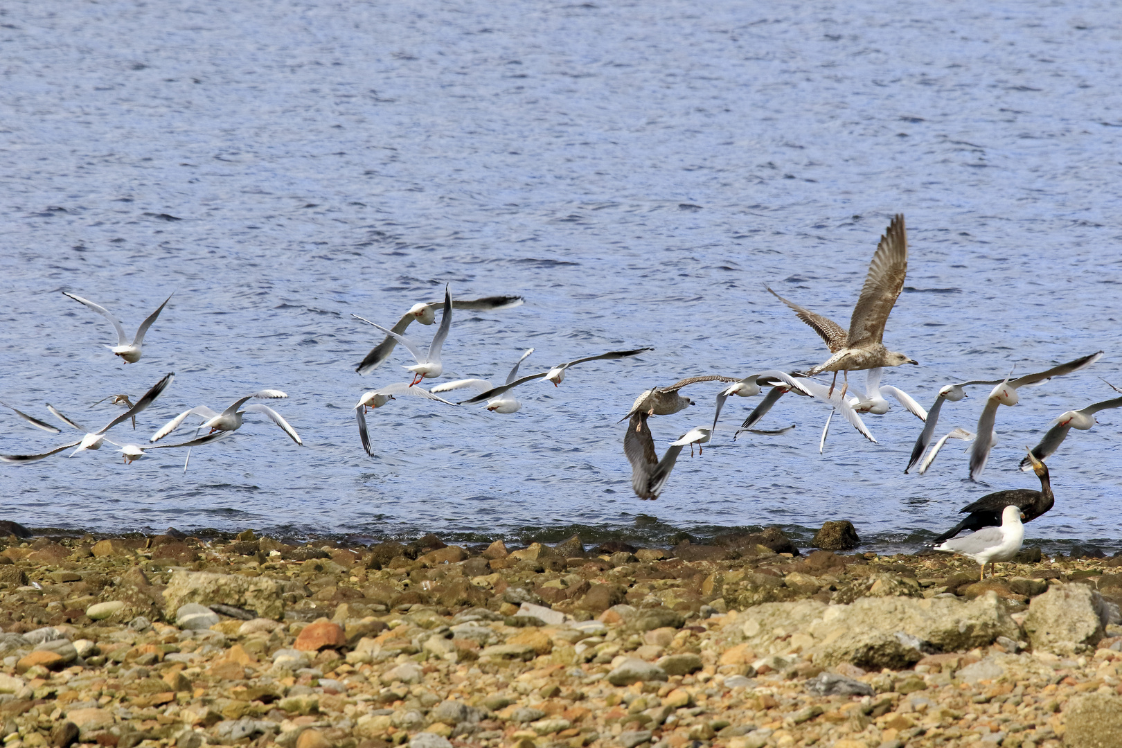 Gaviotas