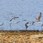 Gaviotas