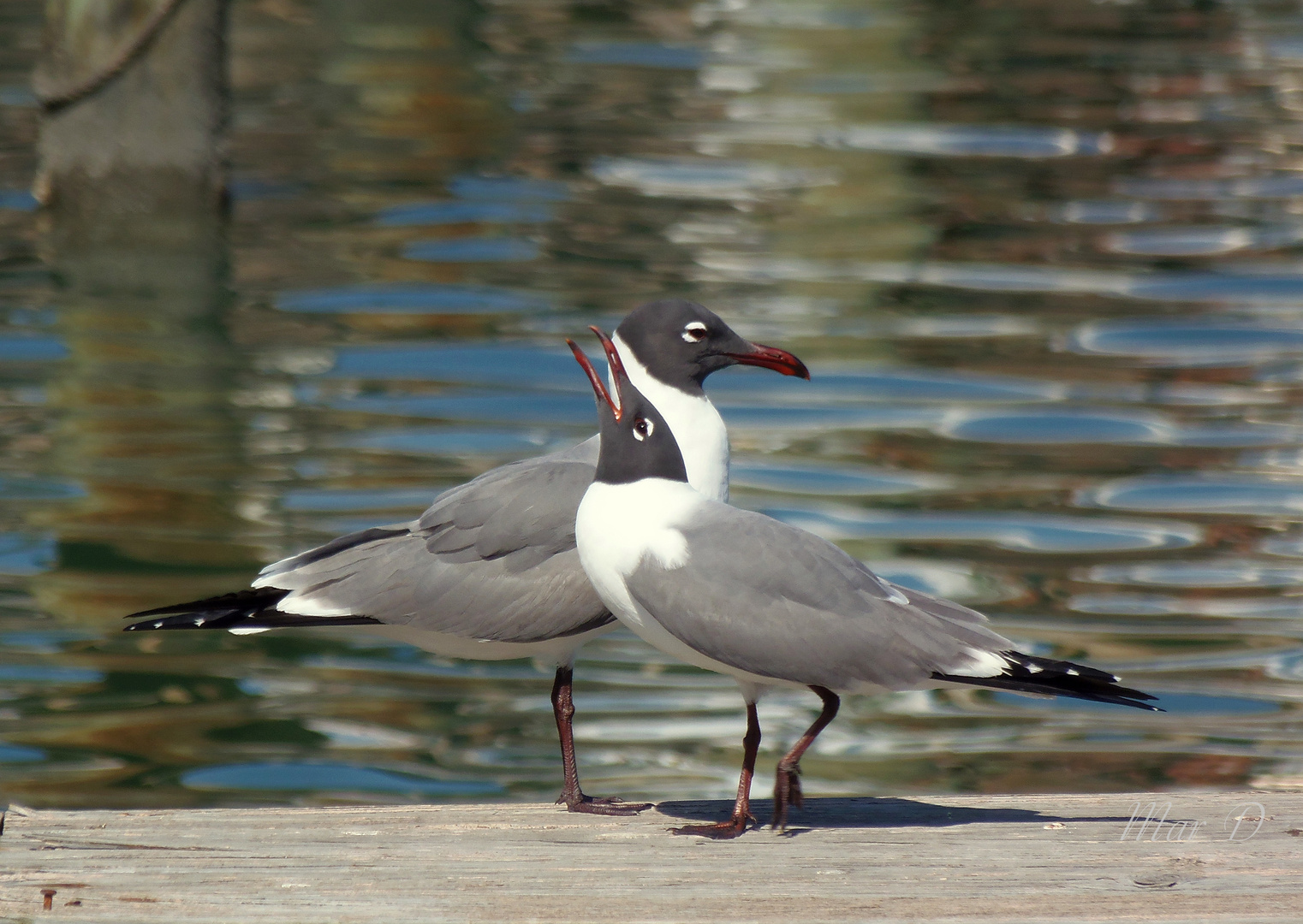 Gaviotas