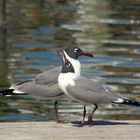 Gaviotas