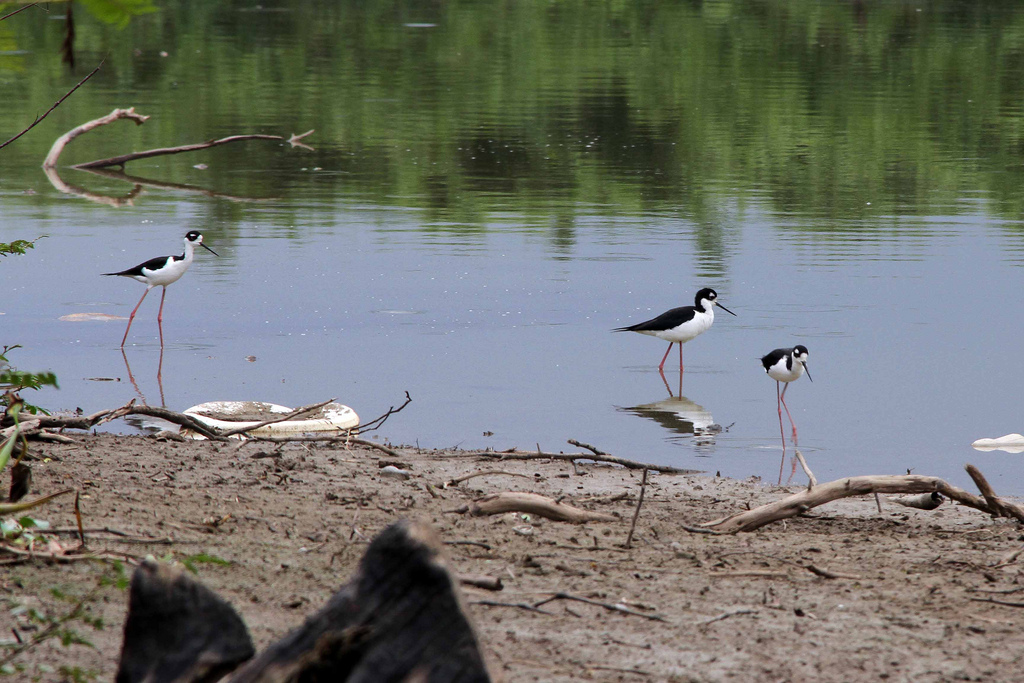 Gaviotas