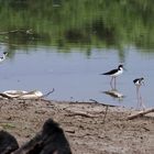 Gaviotas