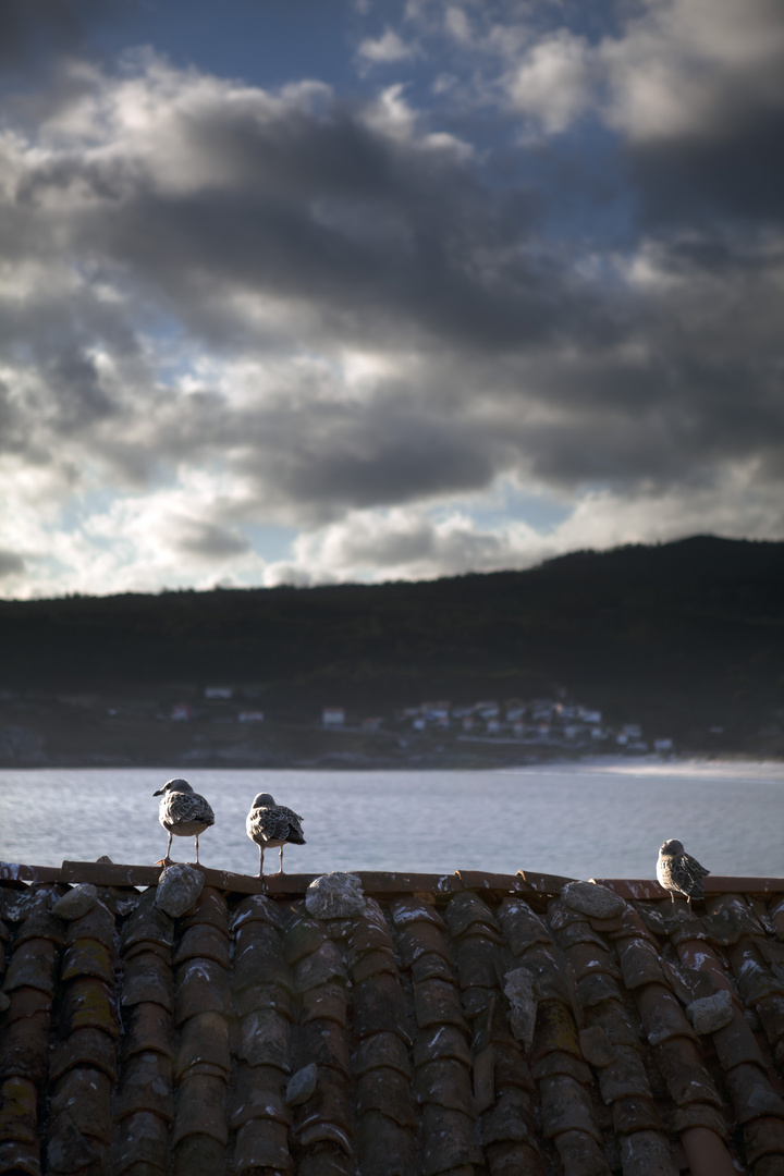 Gaviotas