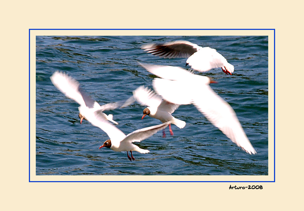 Gaviotas