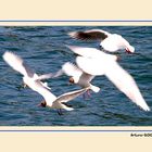 Gaviotas