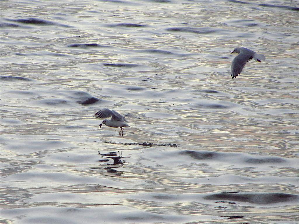 Gaviotas a cenar