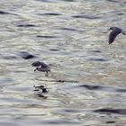 Gaviotas a cenar