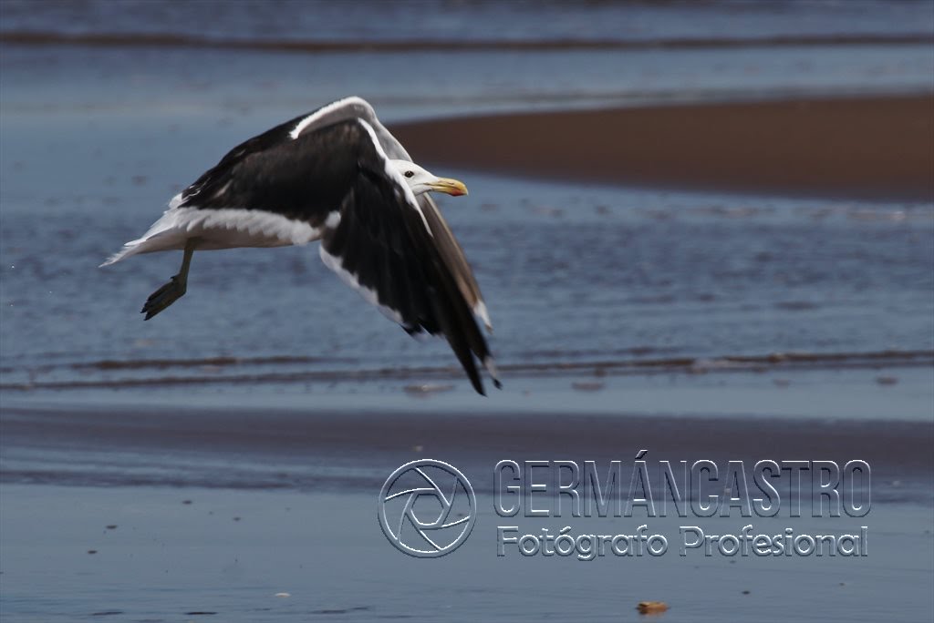 Gaviotas