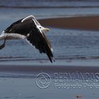 Gaviotas