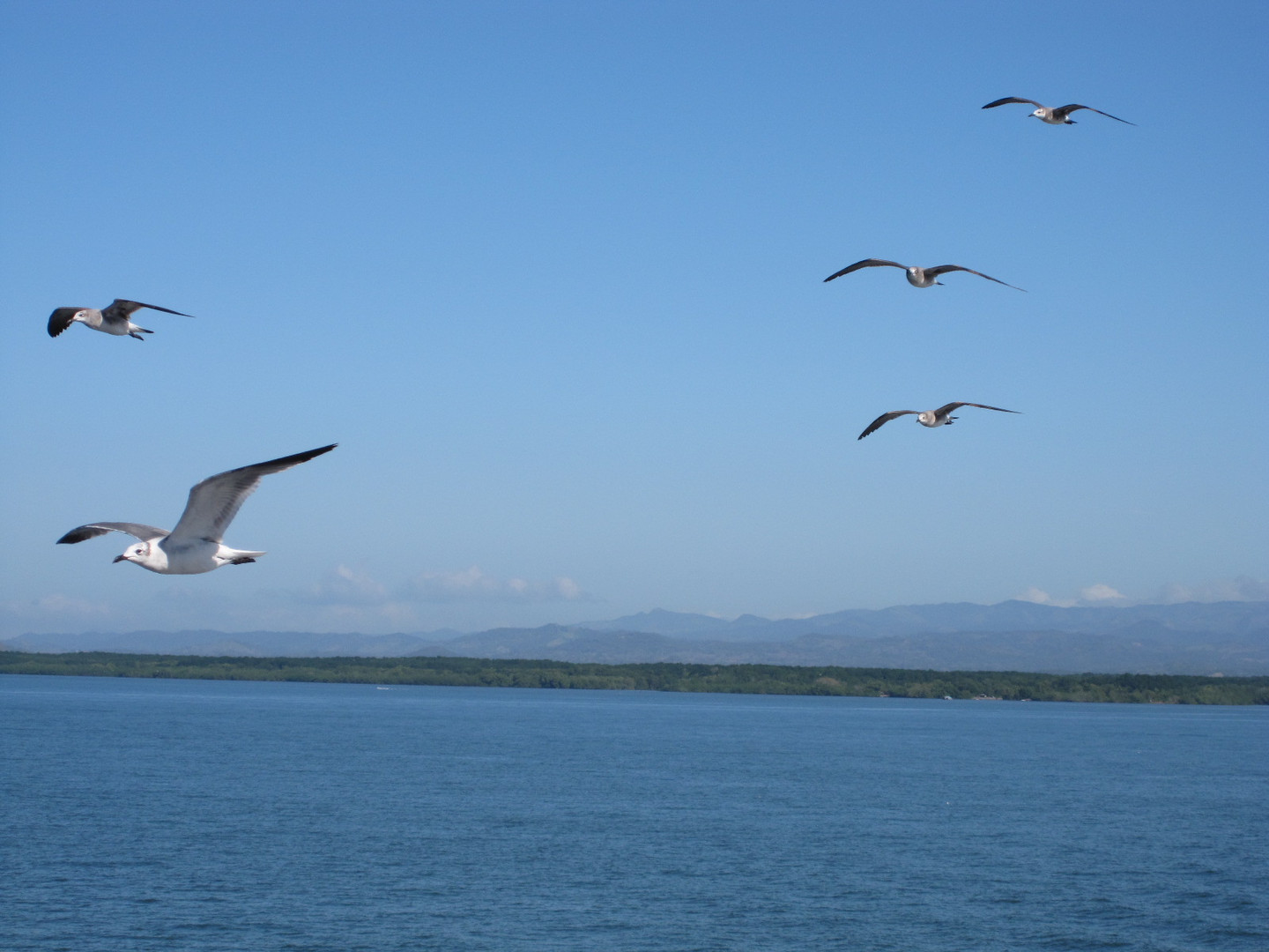 Gaviotas