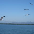 Gaviotas