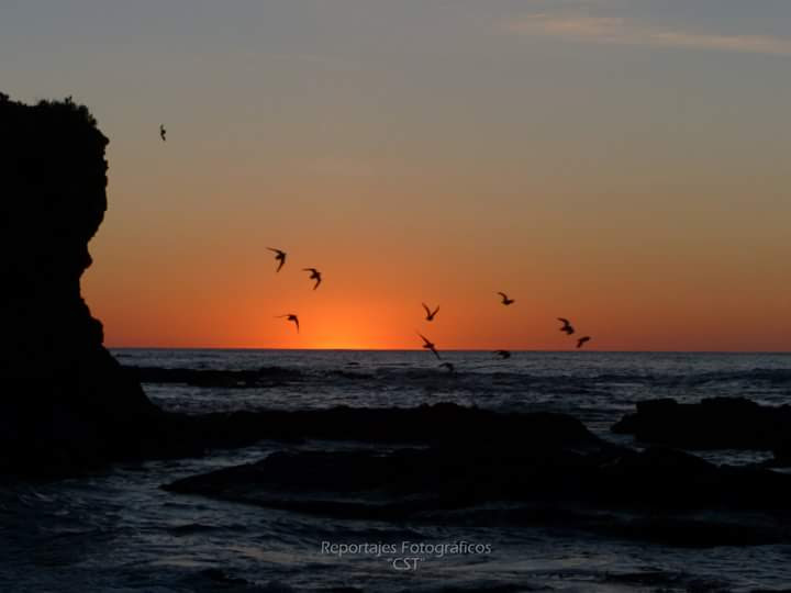 Gaviotas al amanecer