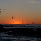 Gaviotas al amanecer