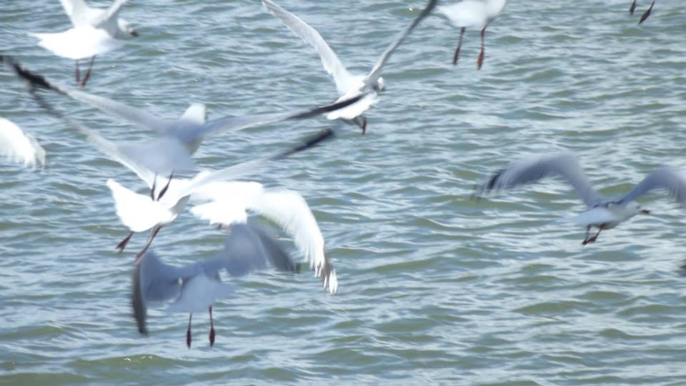 Gaviotas al vuelo