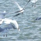 Gaviotas al vuelo