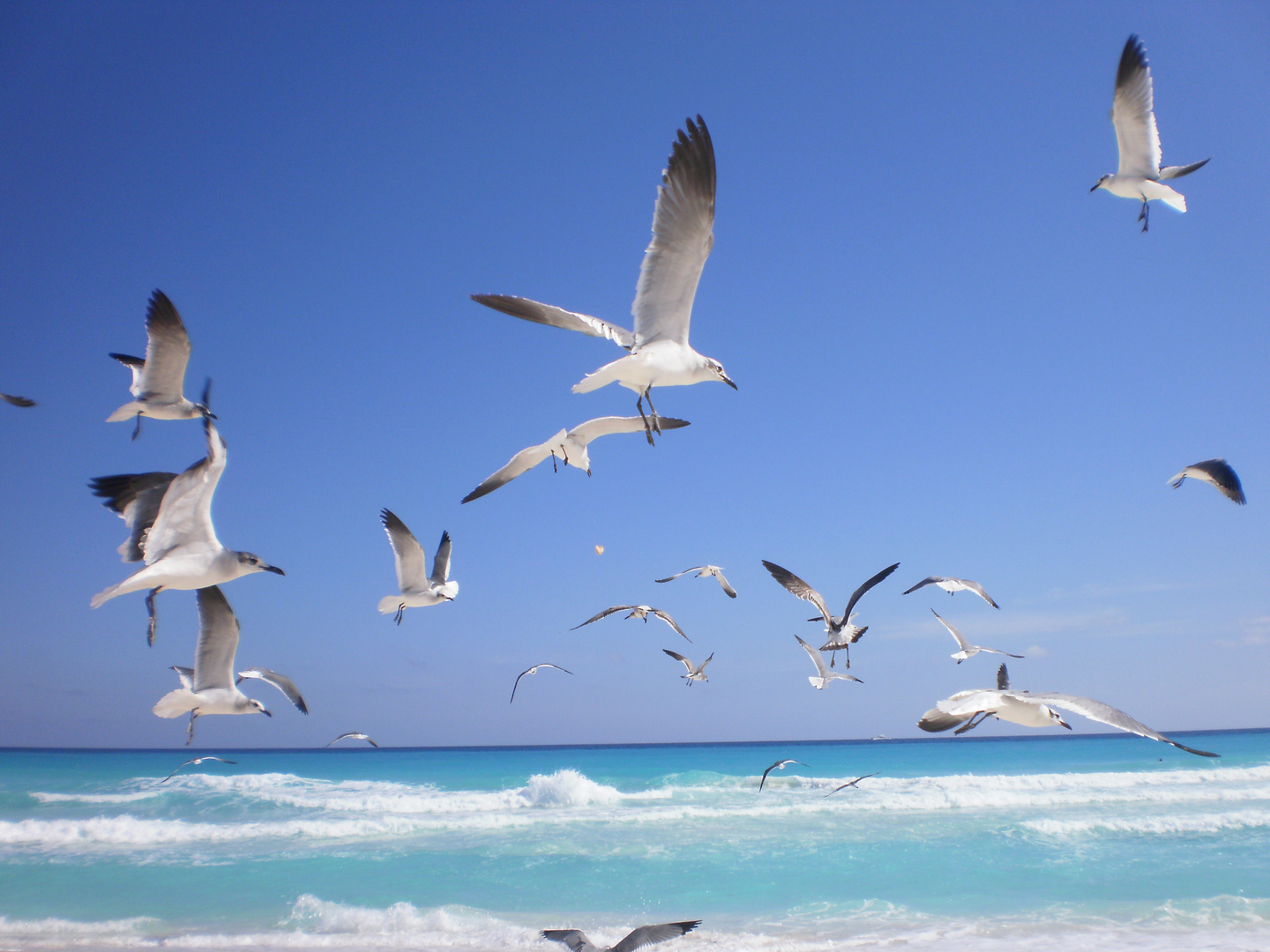 GAVIOTAS AL VUELO