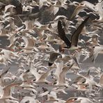 Gaviotas al vuelo