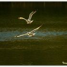 Gaviotas al vuelo