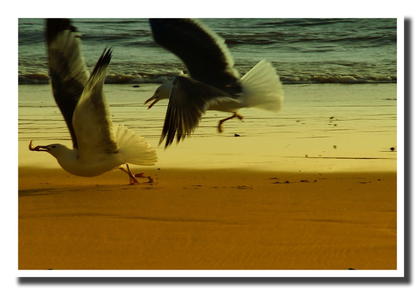 Gaviotas