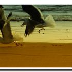 Gaviotas