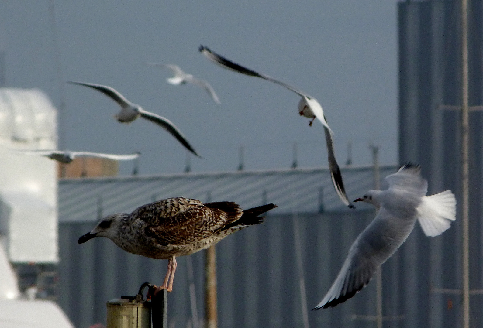 gaviotas