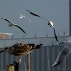 gaviotas