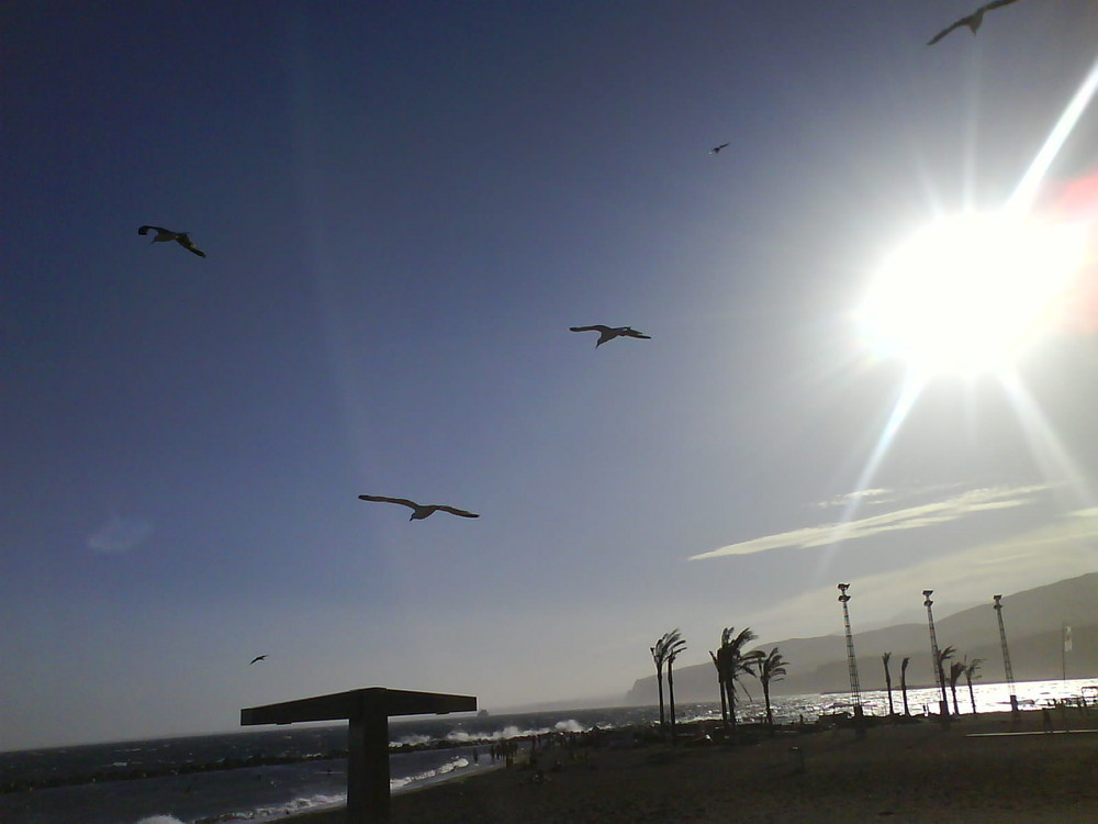 Gaviotas