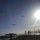 Gaviotas