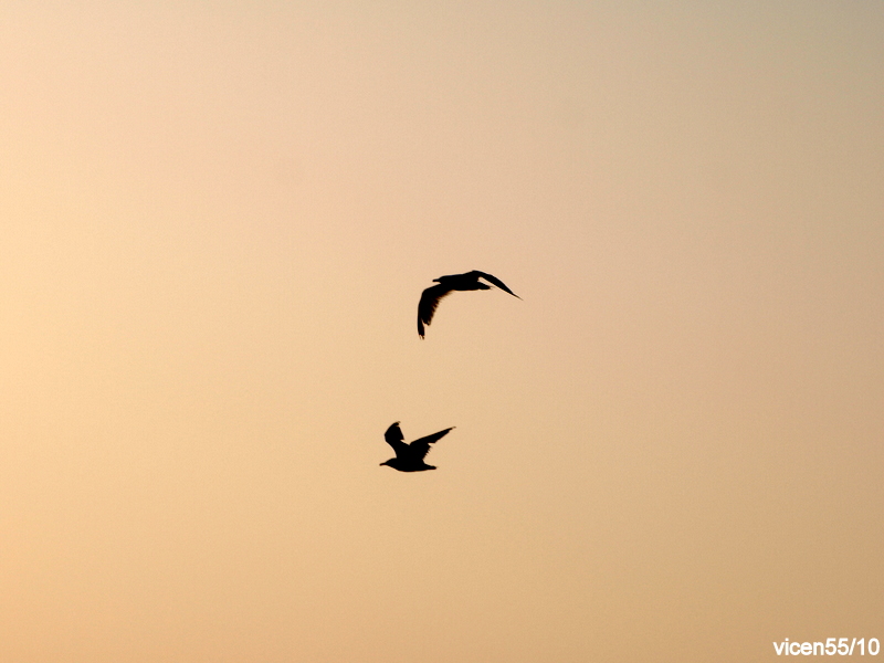 Gaviotas de retiro al anochecer