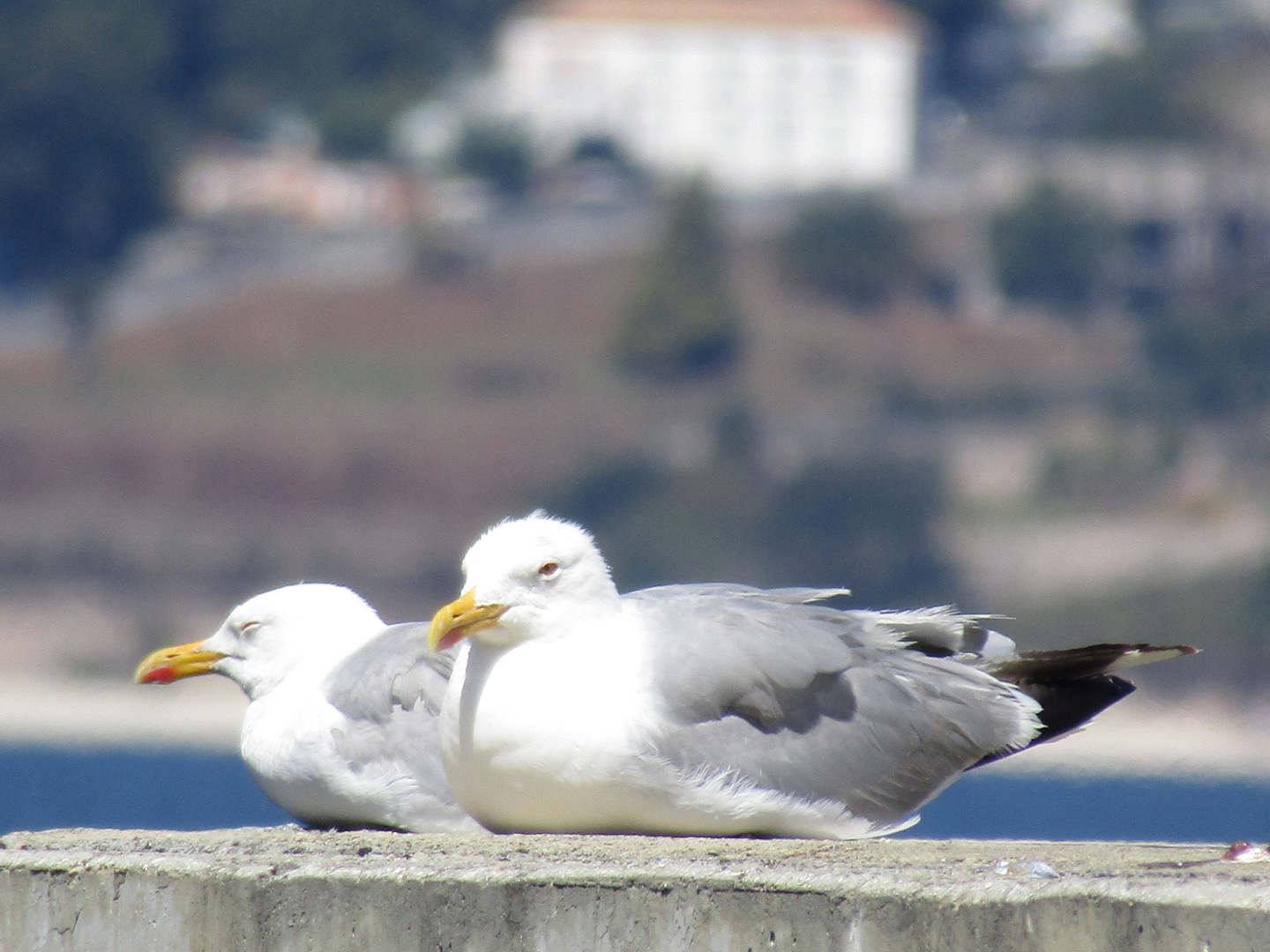 gaviotas descansando