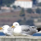 gaviotas descansando