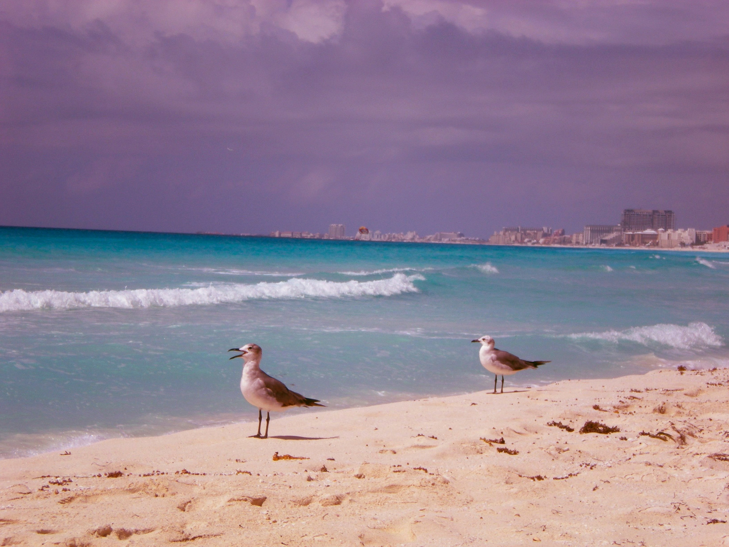 Gaviotas