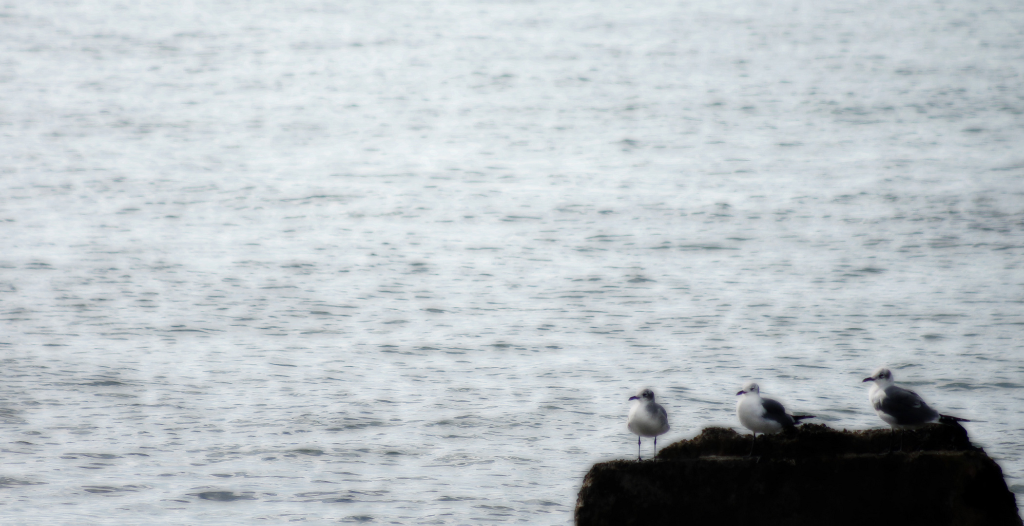 gaviotas