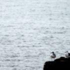 gaviotas