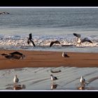 Gaviotas en Doñana