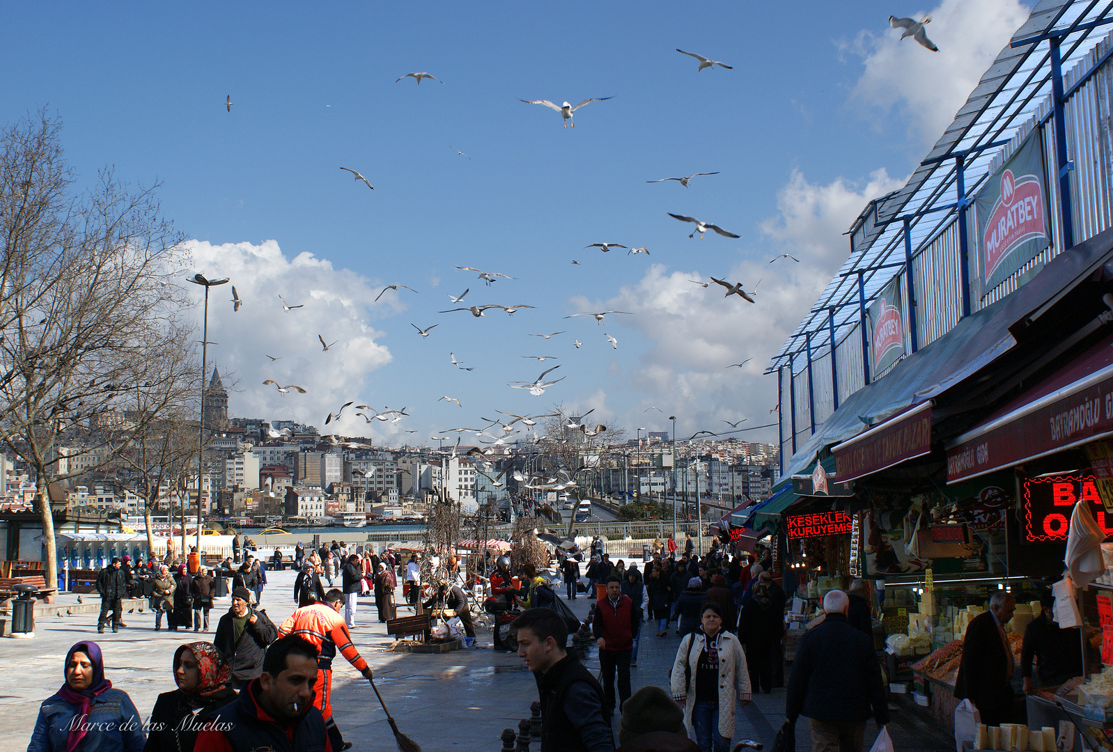 ...gaviotas en el bazar...