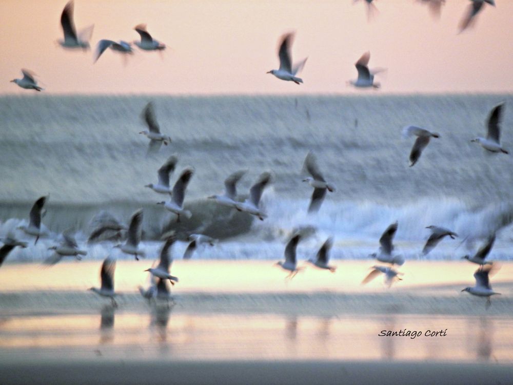 Gaviotas en el mar