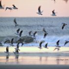 Gaviotas en el mar