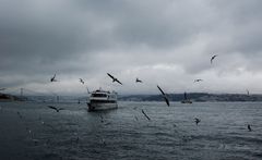 ...gaviotas en el Mar Negro...