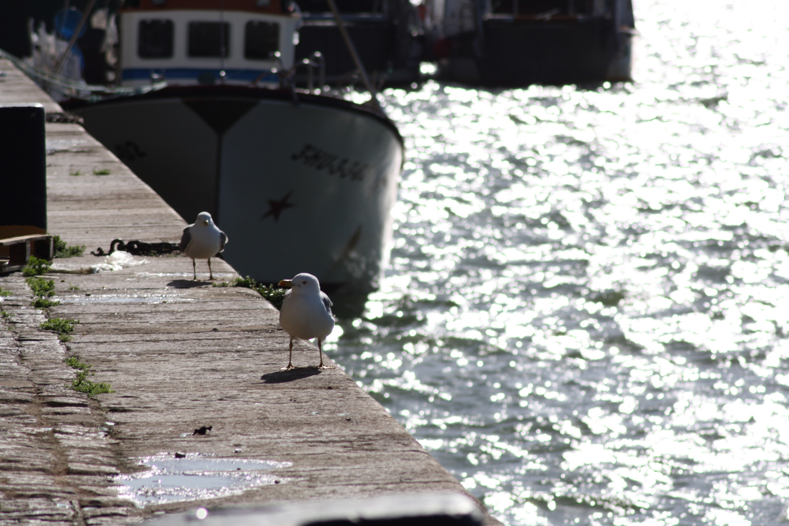 Gaviotas en el puerto