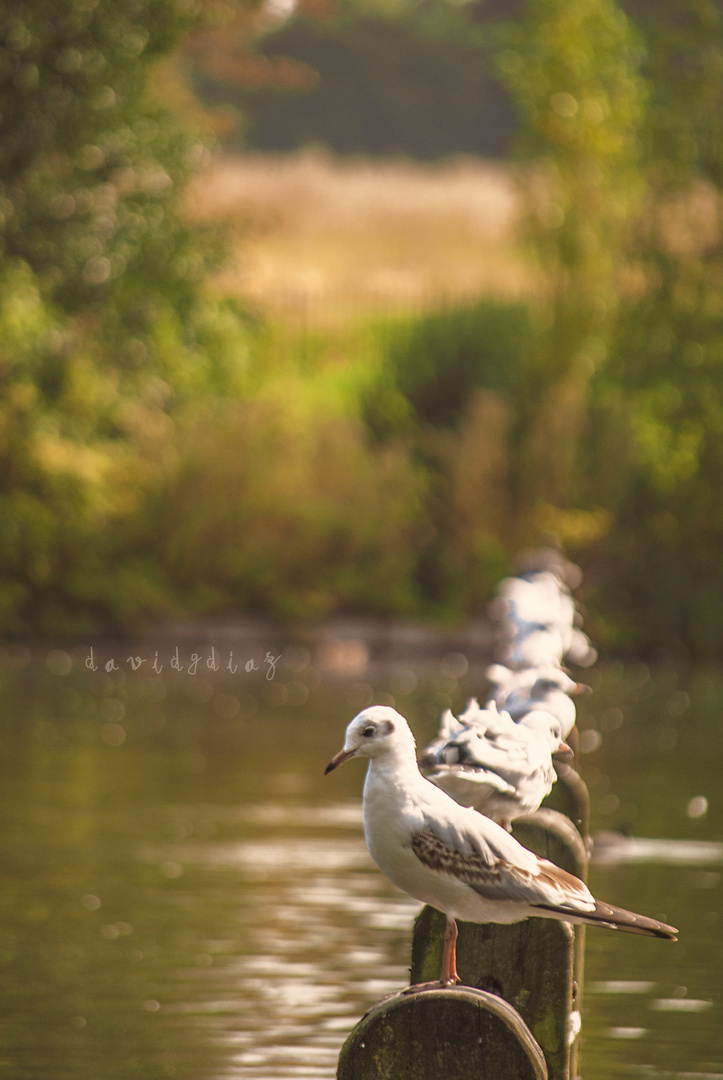 Gaviotas en Hyde Park de Londres