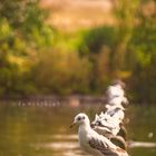 Gaviotas en Hyde Park de Londres