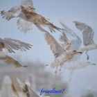 Gaviotas en Isla Cristina