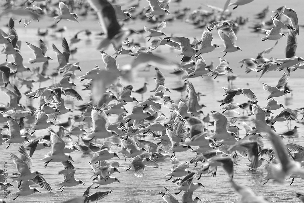 Gaviotas en la orilla