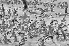 Gaviotas en la orilla