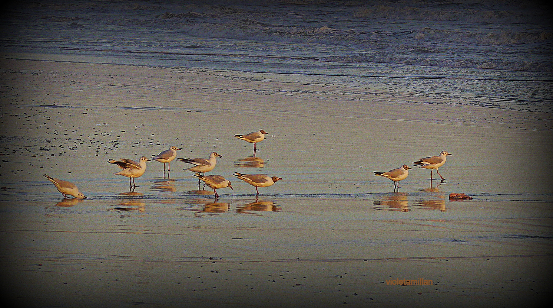 gaviotas en la playa